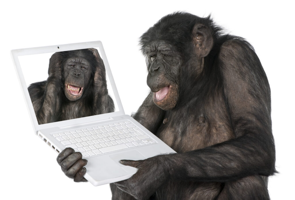 monkey looking at an other monkey on a computer screen (Mixed-Breed between Chimpanzee and Bonobo) (20 years old) in front of a white background